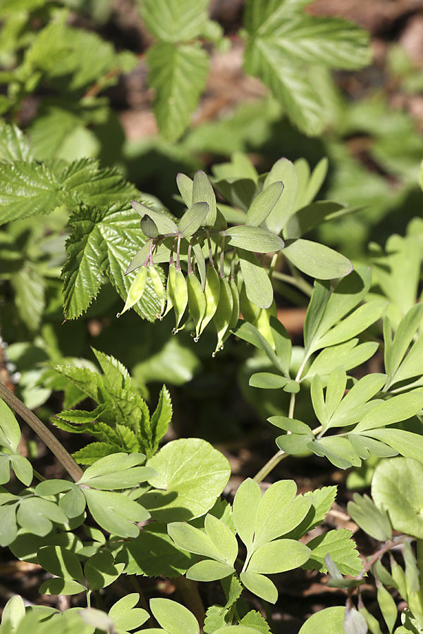 Image of Corydalis solida specimen.