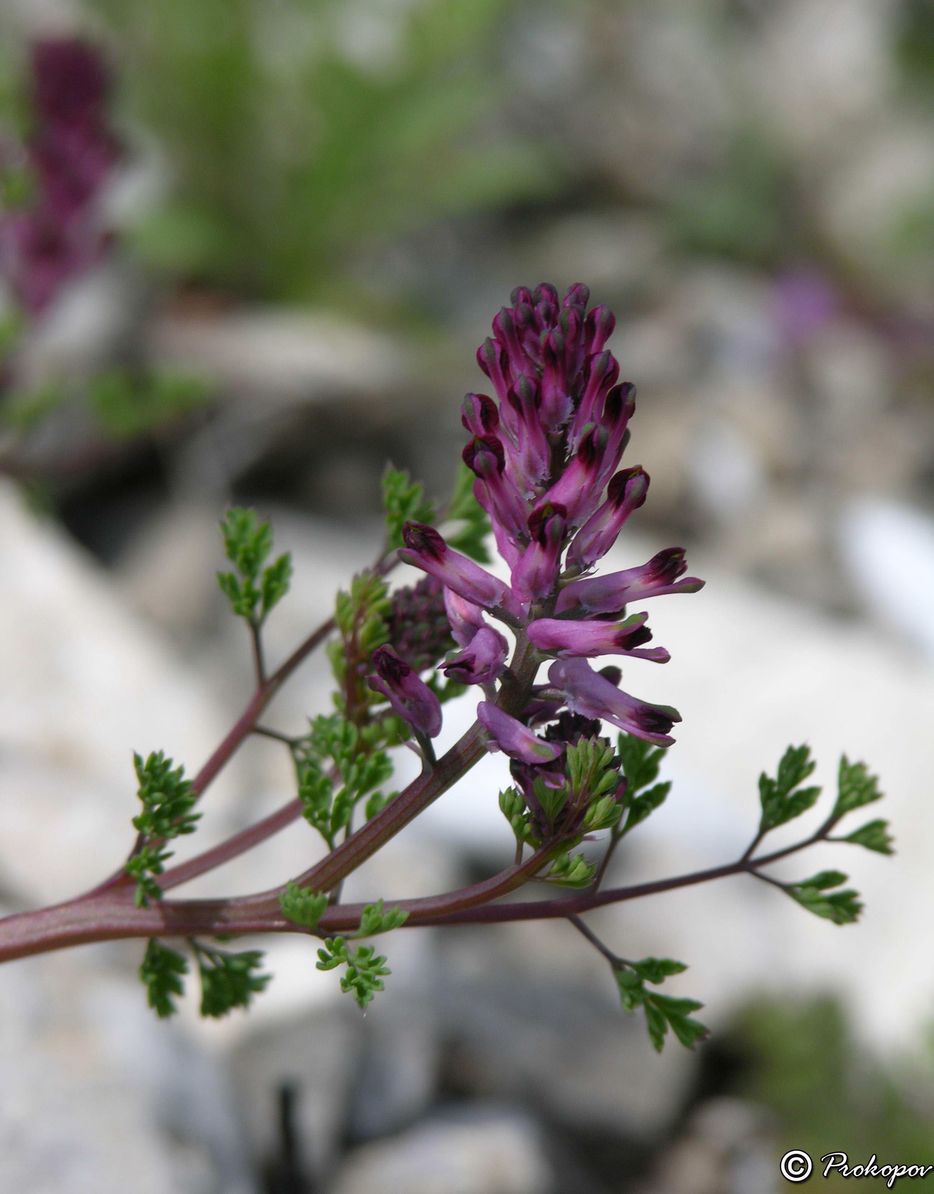 Изображение особи Fumaria officinalis.