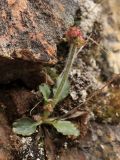 Micranthes nivalis. Растение в бутонах. Окрестности Мурманска, начало июня.