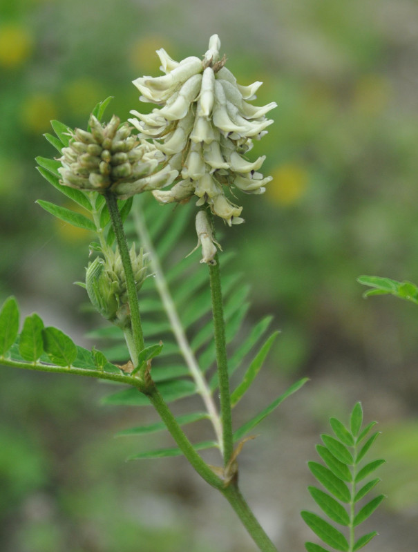 Image of Astragalus uliginosus specimen.