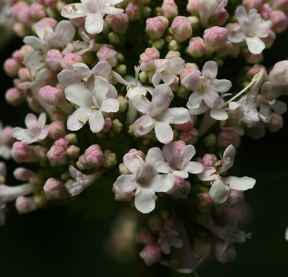 Image of genus Valeriana specimen.