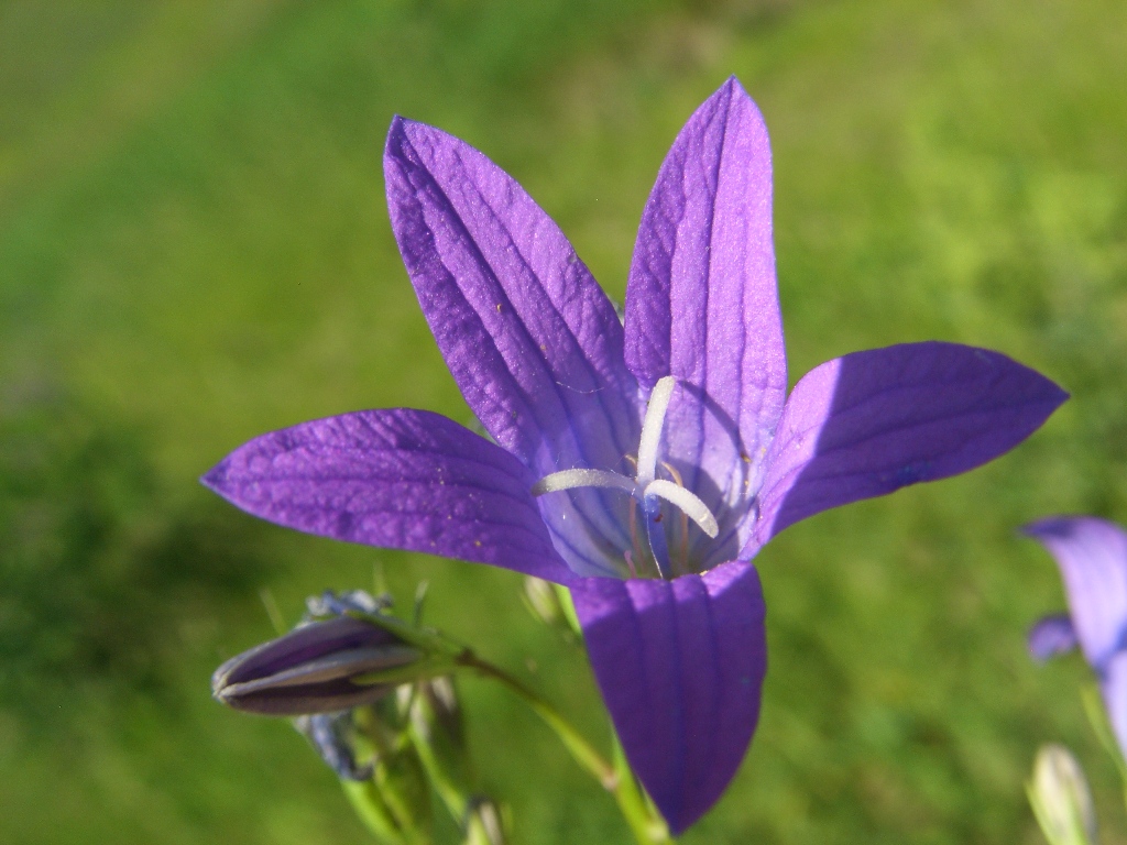 Image of Campanula patula specimen.