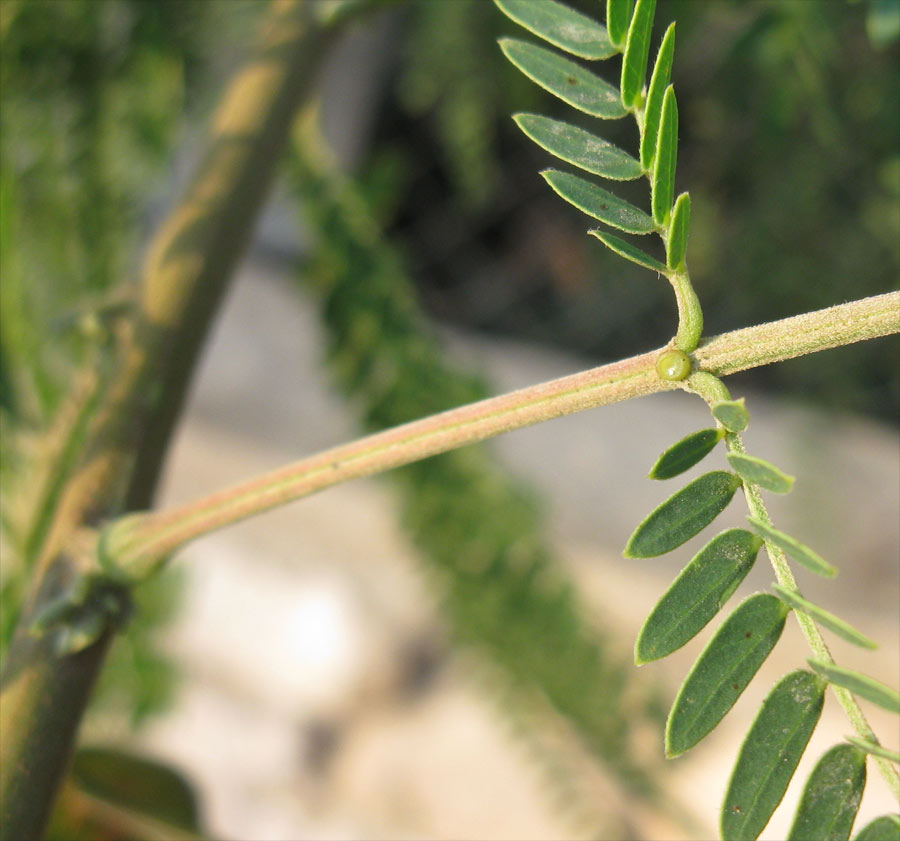 Image of Leucaena leucocephala specimen.