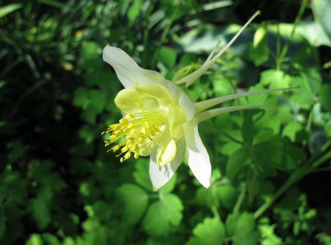 Изображение особи род Aquilegia.