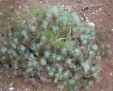 Pinus canariensis. Сеянец (или группа сеянцев) с ювенильной хвоей. Израиль, Северный Негев, лес Лаав. 23.01.2013.