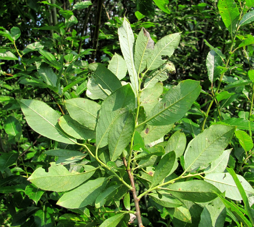 Image of Salix &times; tetrapla specimen.