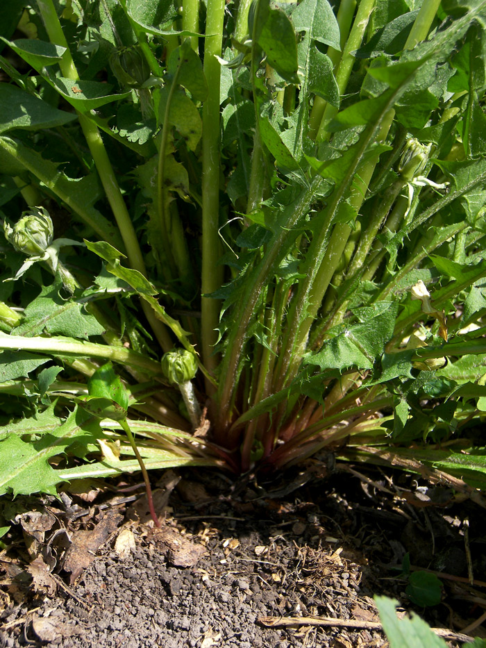 Image of genus Taraxacum specimen.