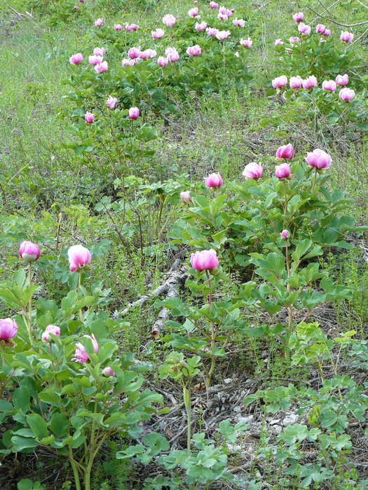 Image of Paeonia daurica specimen.