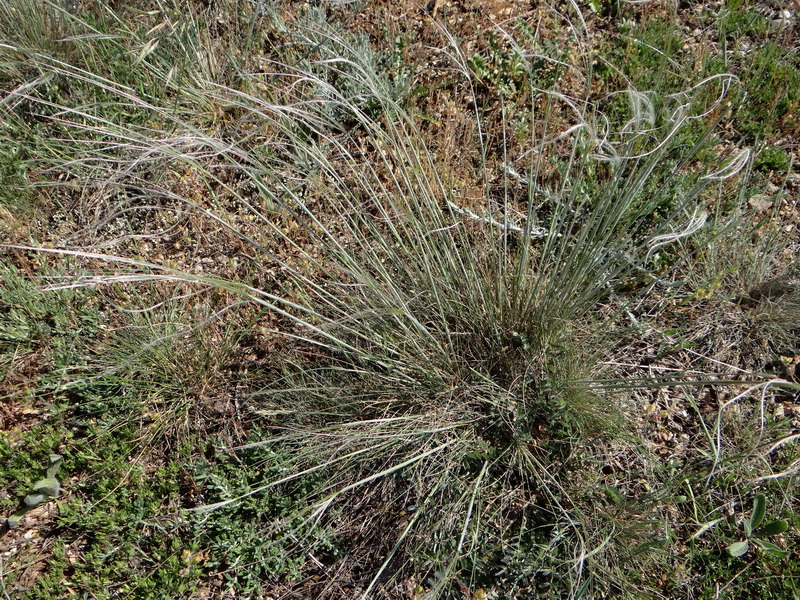 Image of Stipa brauneri specimen.