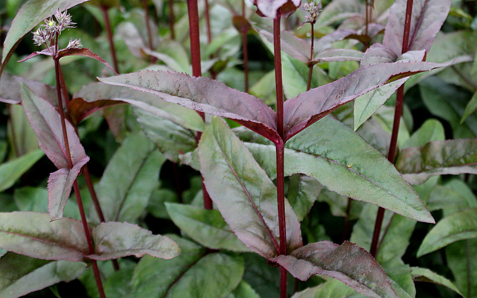 Image of Penstemon digitalis specimen.