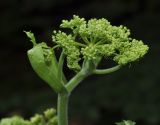 Heracleum подвид ternatum