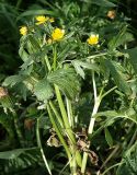 Ranunculus repens