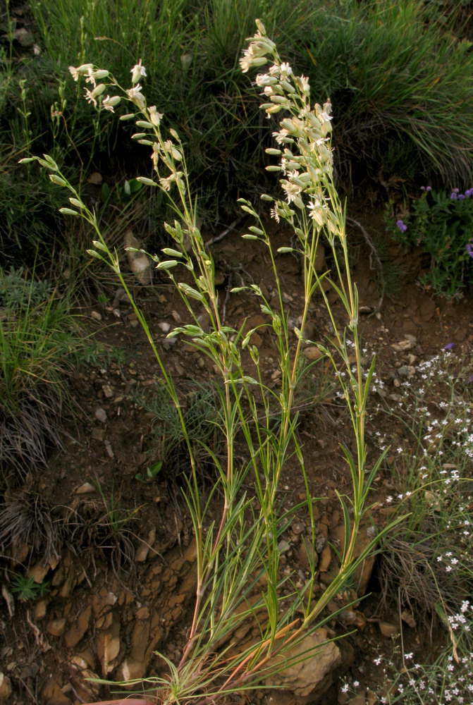 Изображение особи Silene jeniseensis.