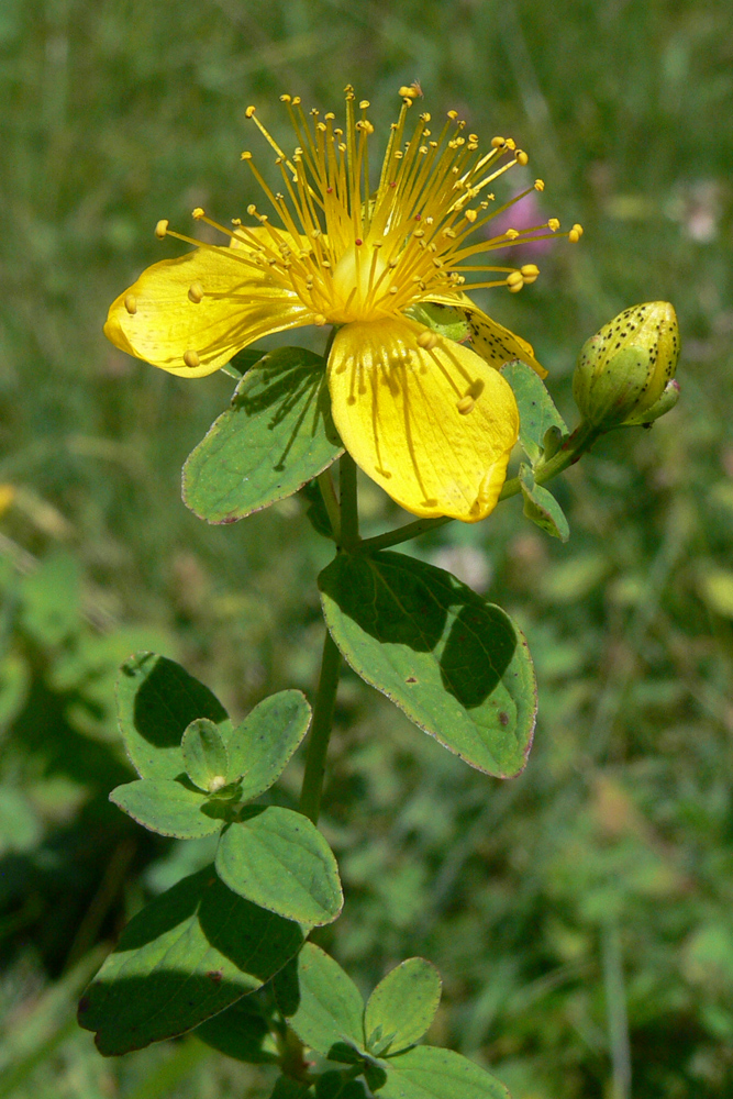 Image of Hypericum maculatum specimen.