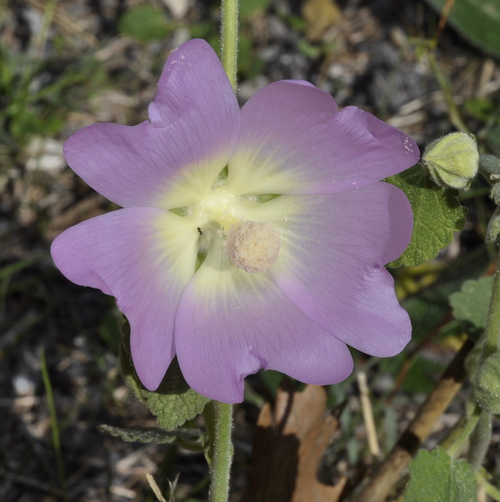 Image of Alcea pallida specimen.