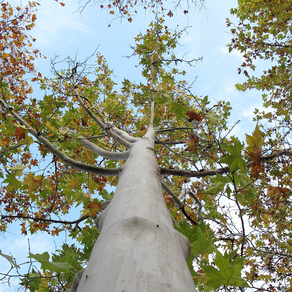 Изображение особи Platanus &times; acerifolia.