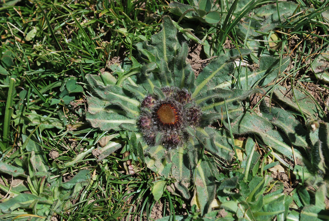 Image of Inula rhizocephala specimen.