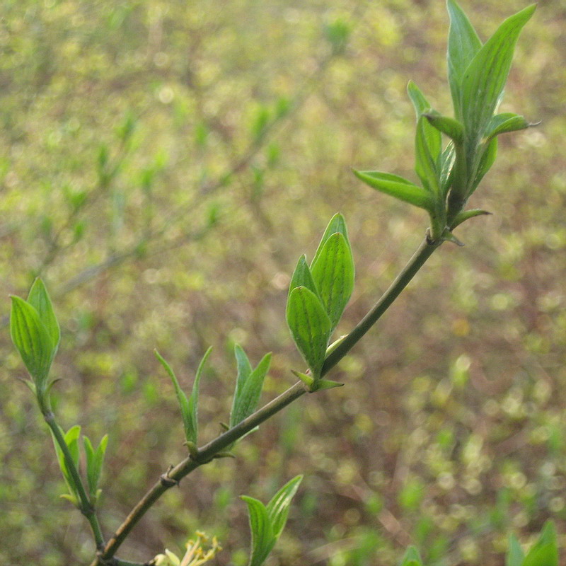 Изображение особи Cornus mas.