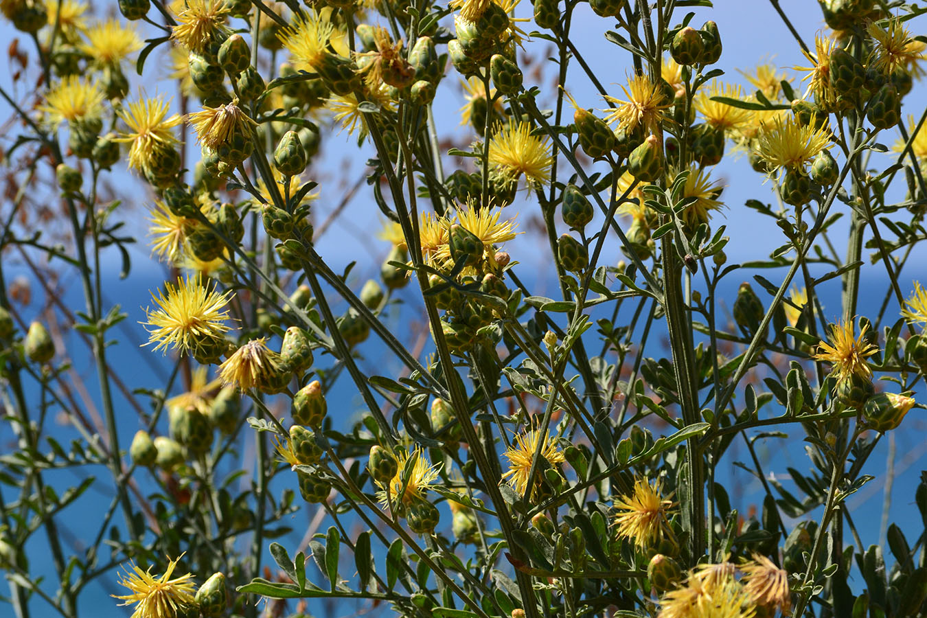 Image of Centaurea salonitana specimen.