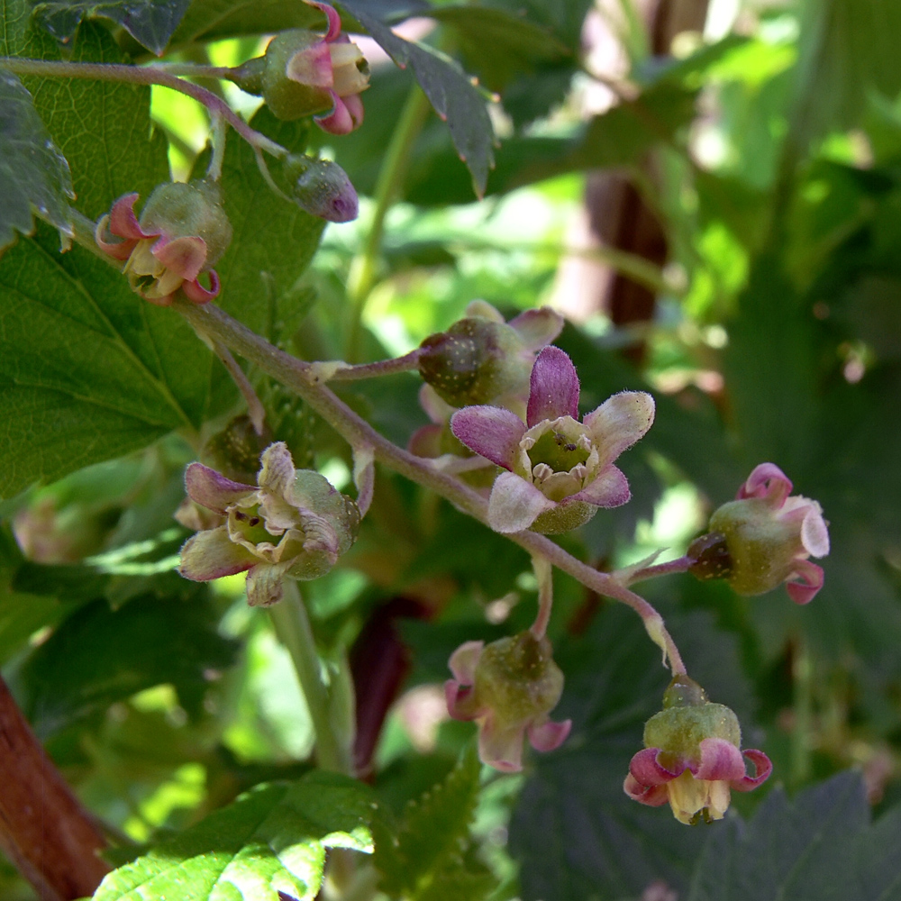 Image of Ribes nigrum specimen.