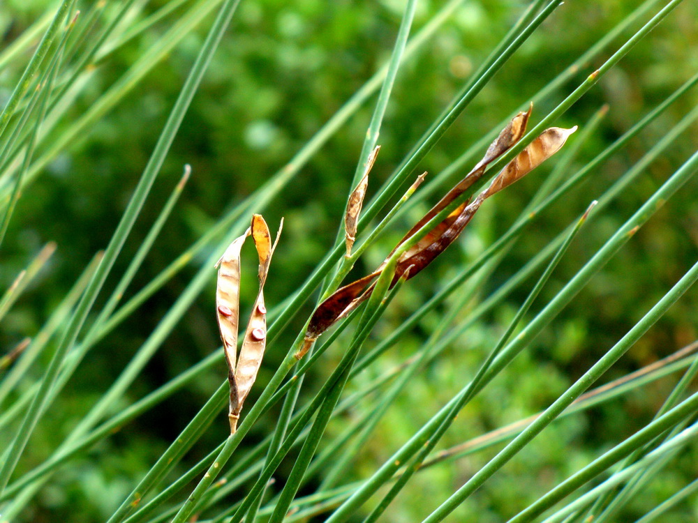 Image of Spartium junceum specimen.