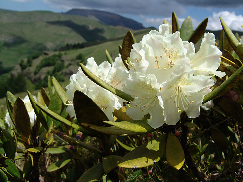 Image of Rhododendron caucasicum specimen.