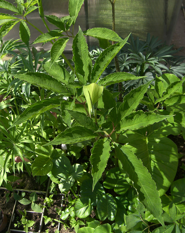 Изображение особи Arisaema tortuosum.