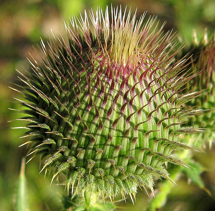 Image of Cirsium serrulatum specimen.