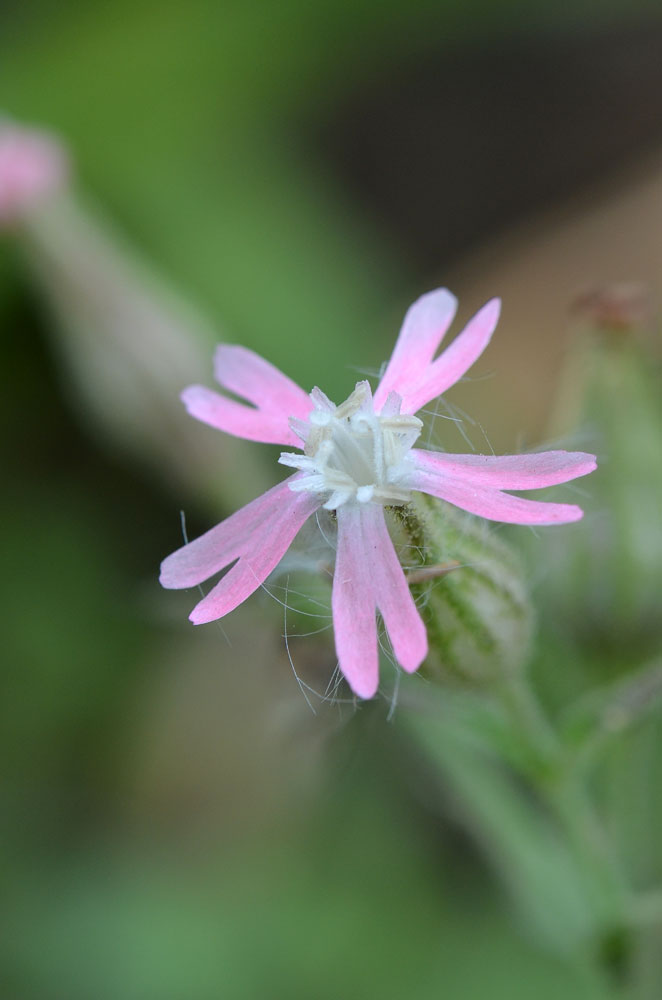 Изображение особи Silene ferganica.