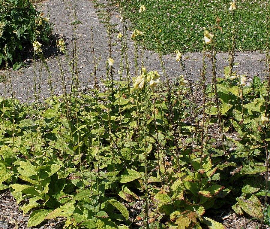 Image of Digitalis grandiflora specimen.