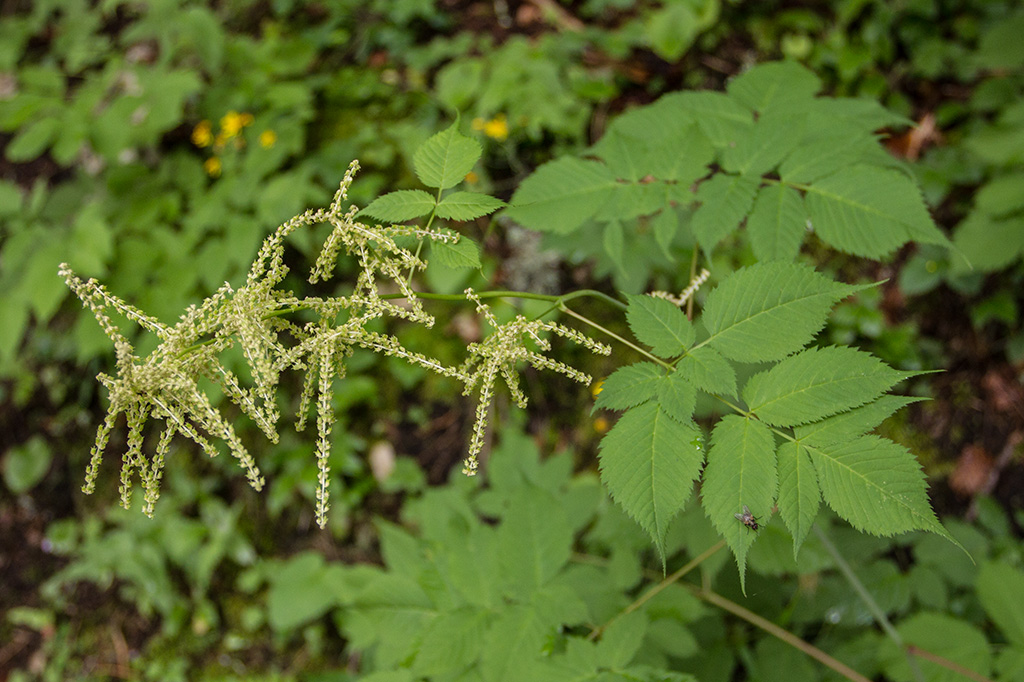 Image of Aruncus sylvestris specimen.