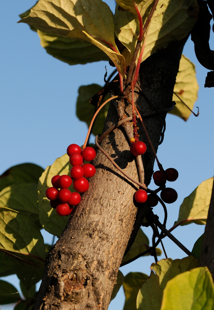 Image of Schisandra chinensis specimen.