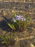 Tripolium pannonicum subspecies tripolium. Цветущее растение, полностью покрытое водой во время прилива. Архангельская обл., Соловки, о. Бол. Соловецкий, литораль. 16.08.2014.