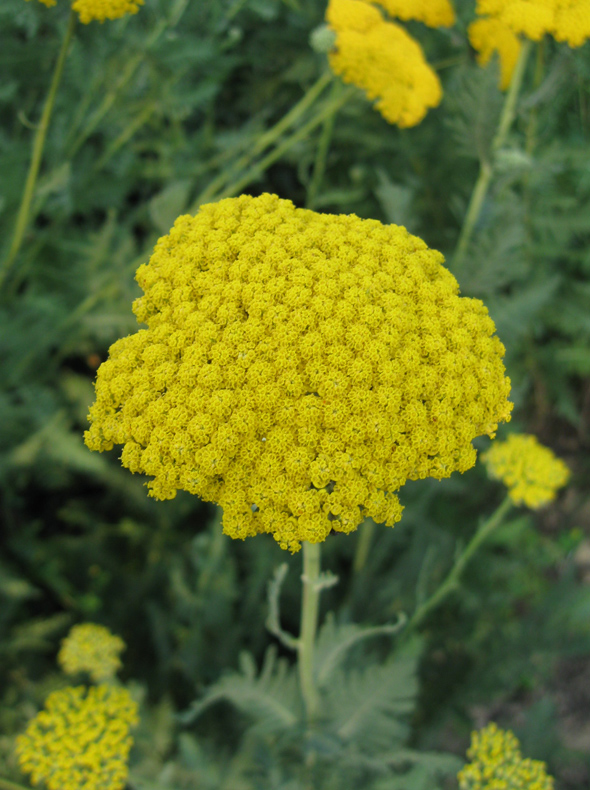 Изображение особи Achillea filipendulina.