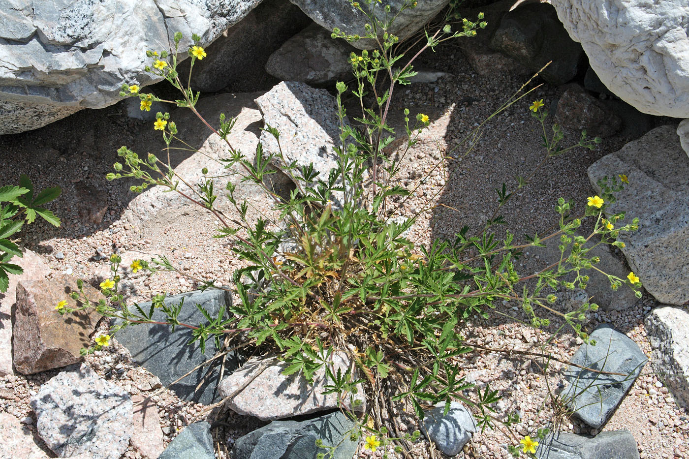 Изображение особи Potentilla tschimganica.