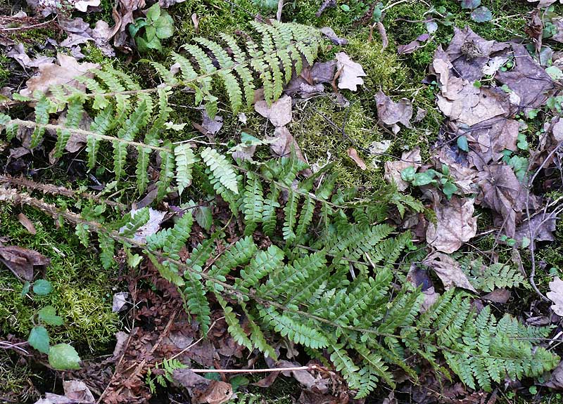 Изображение особи Polystichum braunii.