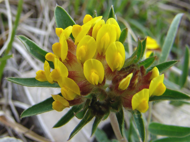 Image of Anthyllis lachnophora specimen.