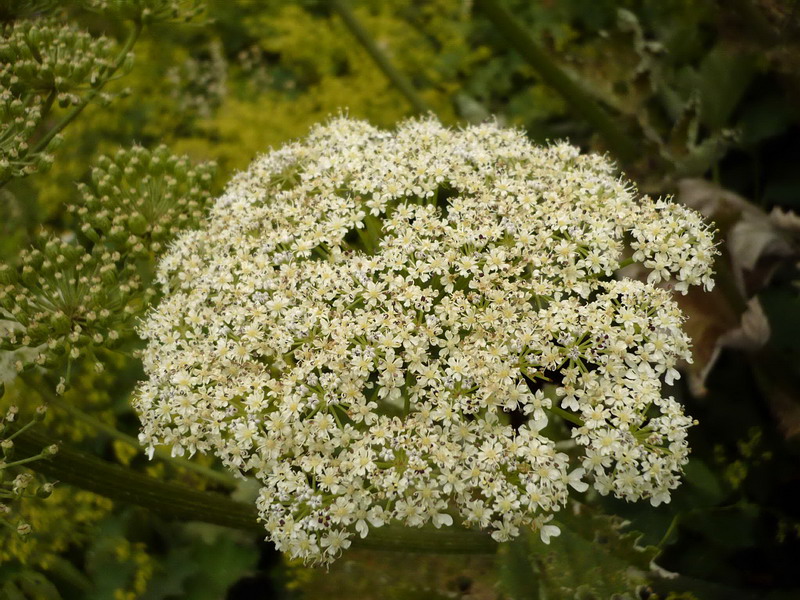 Изображение особи род Heracleum.