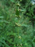 Rumex conglomeratus