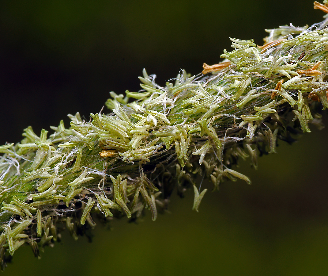 Image of genus Alopecurus specimen.