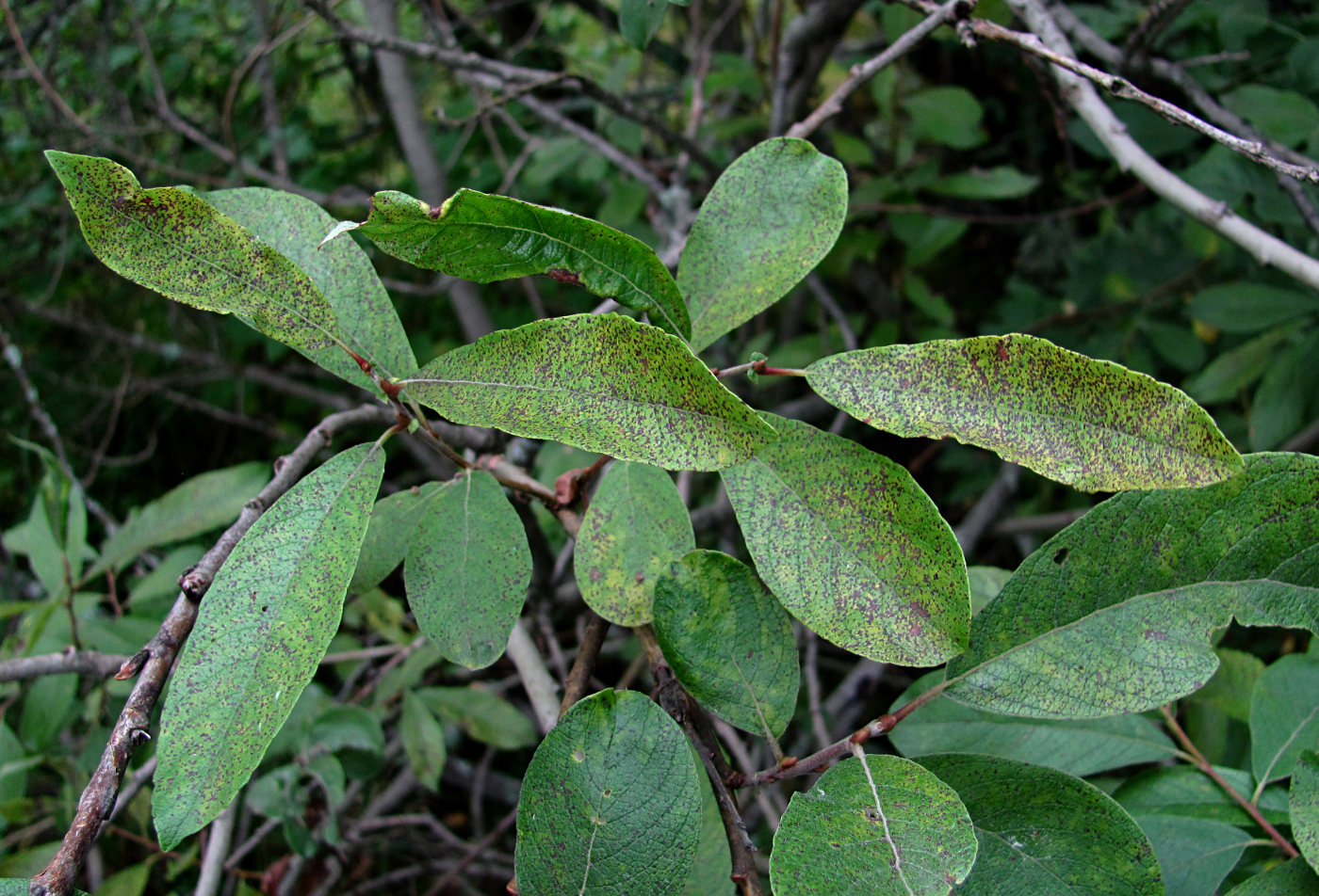 Image of Salix cinerea specimen.