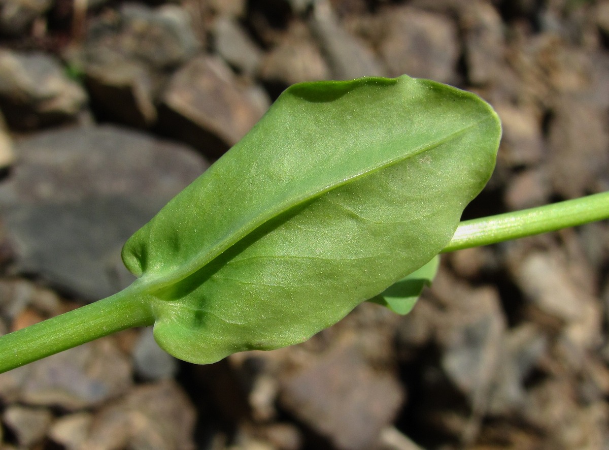 Image of Cerastium davuricum specimen.