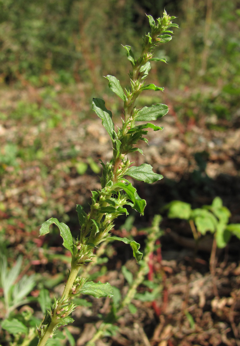 Image of Amaranthus albus specimen.