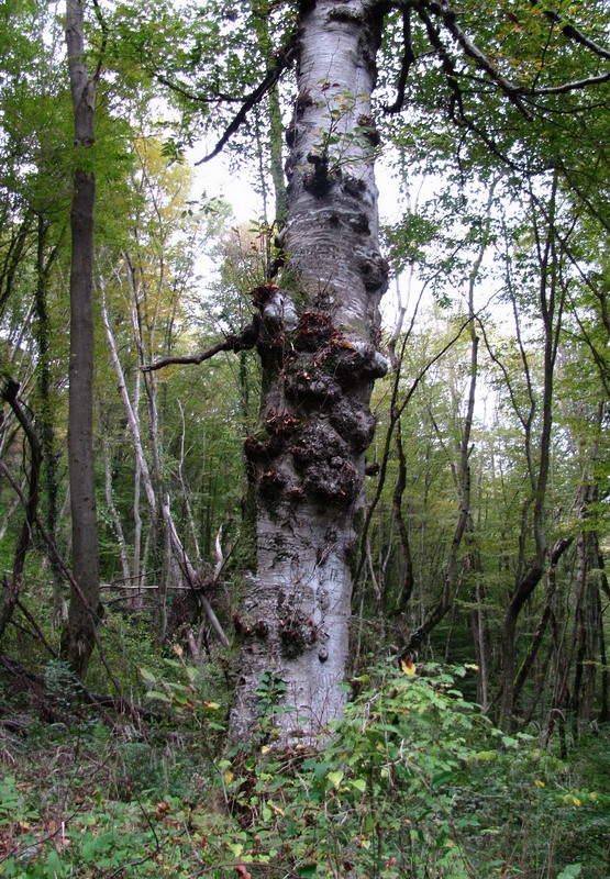 Изображение особи Fagus orientalis.