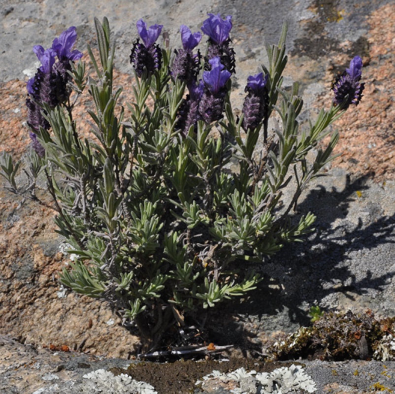 Image of Lavandula stoechas specimen.