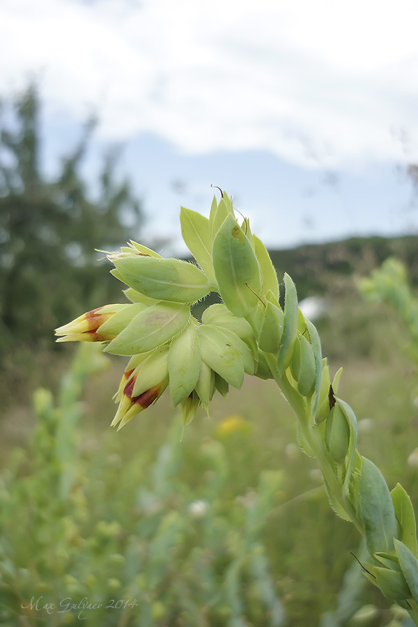 Изображение особи Cerinthe minor.