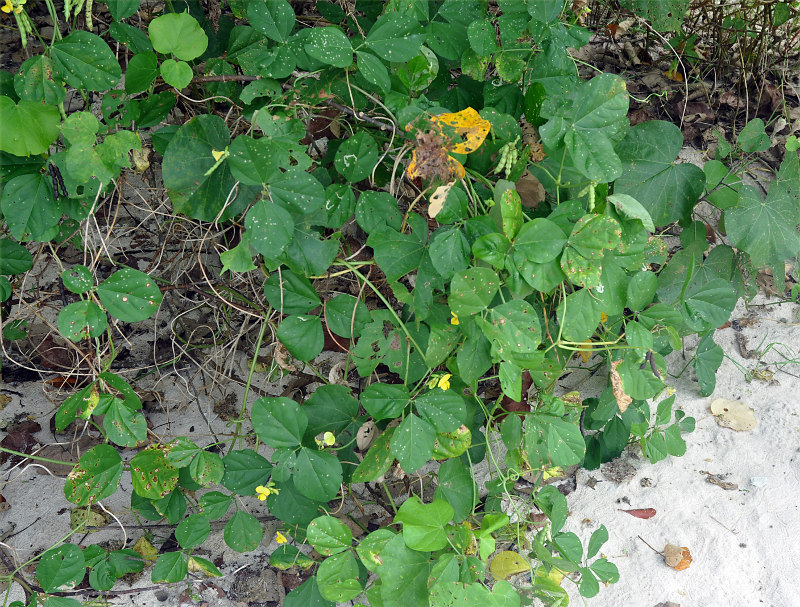 Image of Vigna marina specimen.