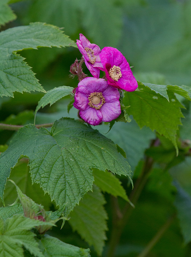 Image of Rubus odoratus specimen.