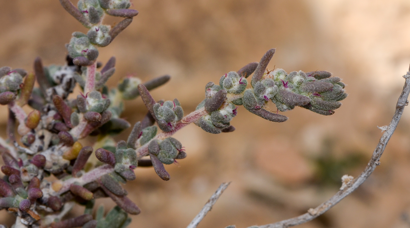 Image of Bassia arabica specimen.