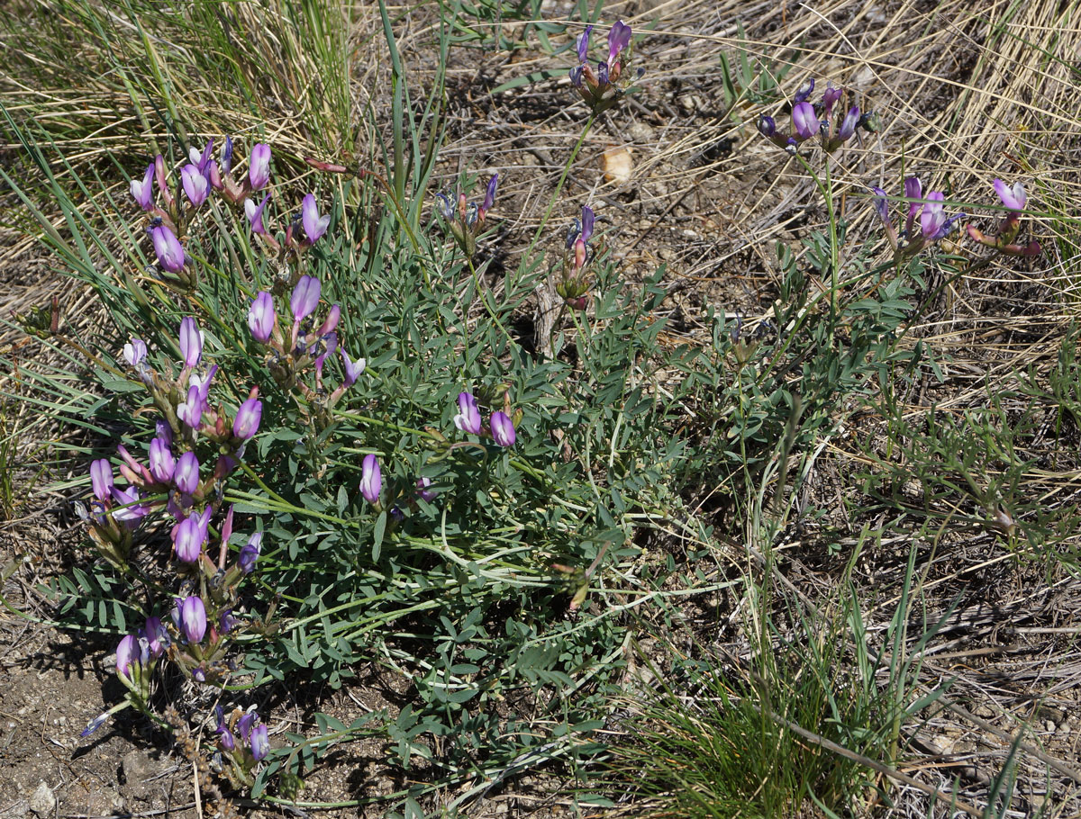 Image of Astragalus ceratoides specimen.